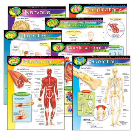 TREND ENTERPRISES The Human Body Learning Charts Combo Pack, PK7 T38913